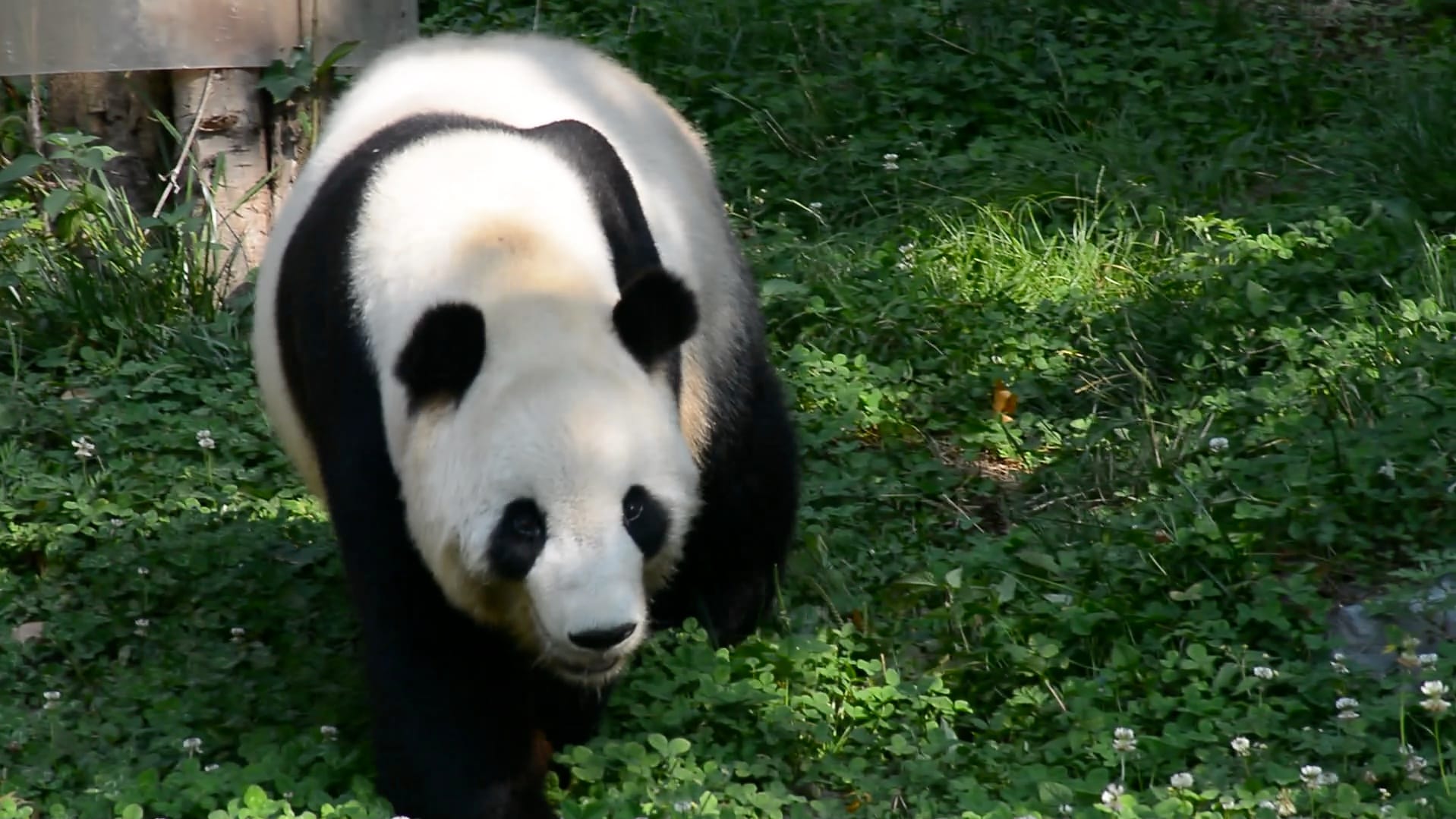 Giant Panda - Tai Shan