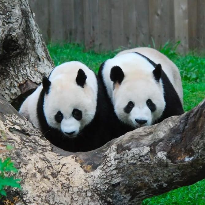 14 Famous Pandas In China: Names, Bases &Amp; Latest Status 11 Giant Panda - Tian Tian &Amp; Mei Xiang
