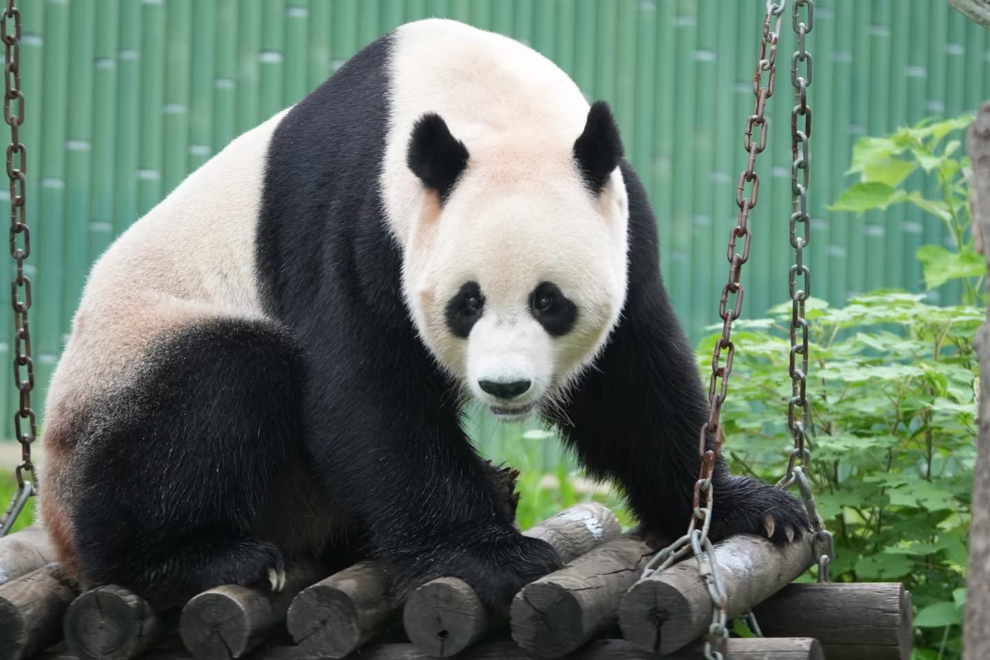 Yueyang Chinese Giant Panda Garden: Complete Visitor Guide 5 Giant Panda - Xiangye