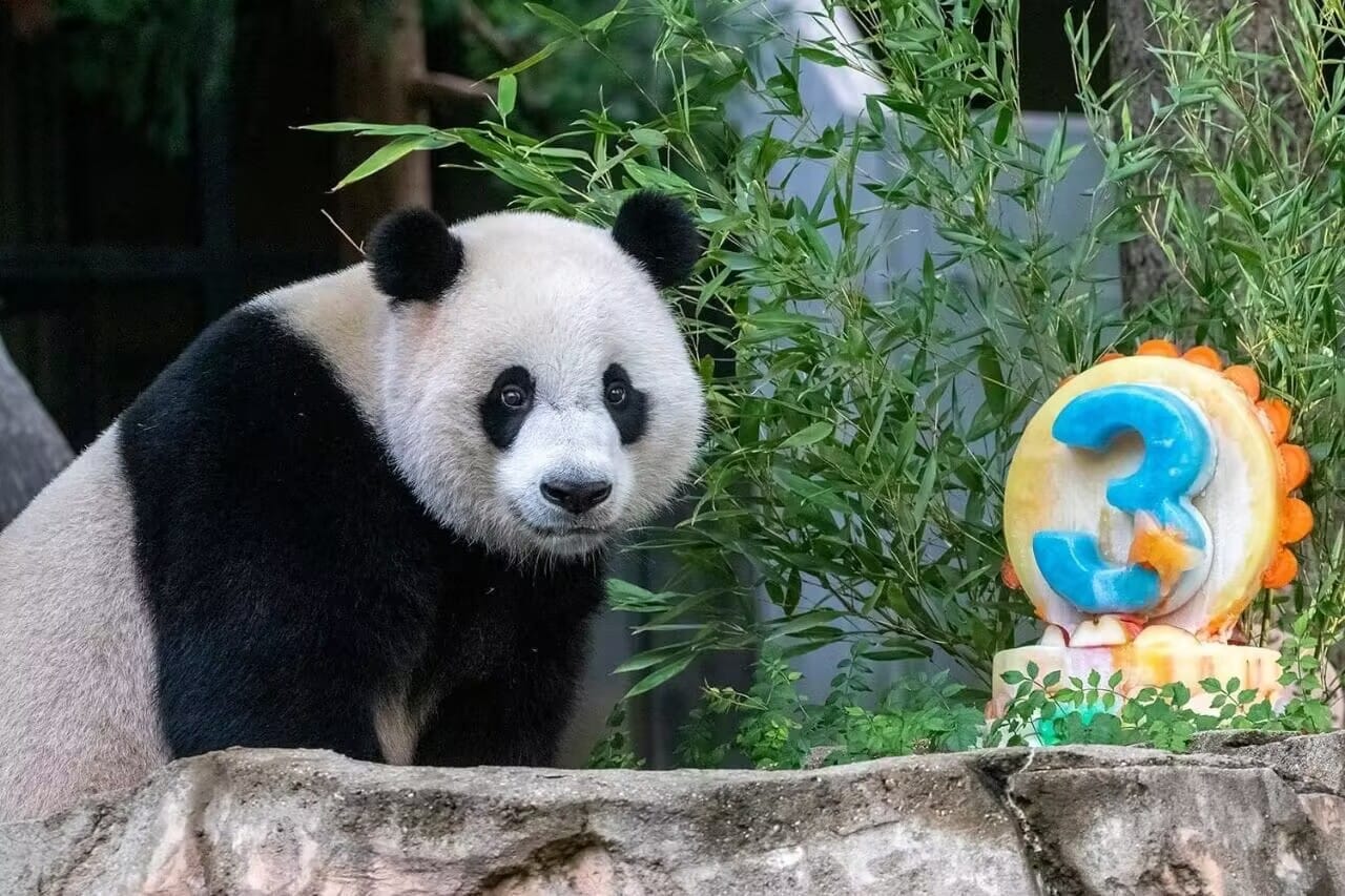 Giant Panda - Xiao Qi Ji