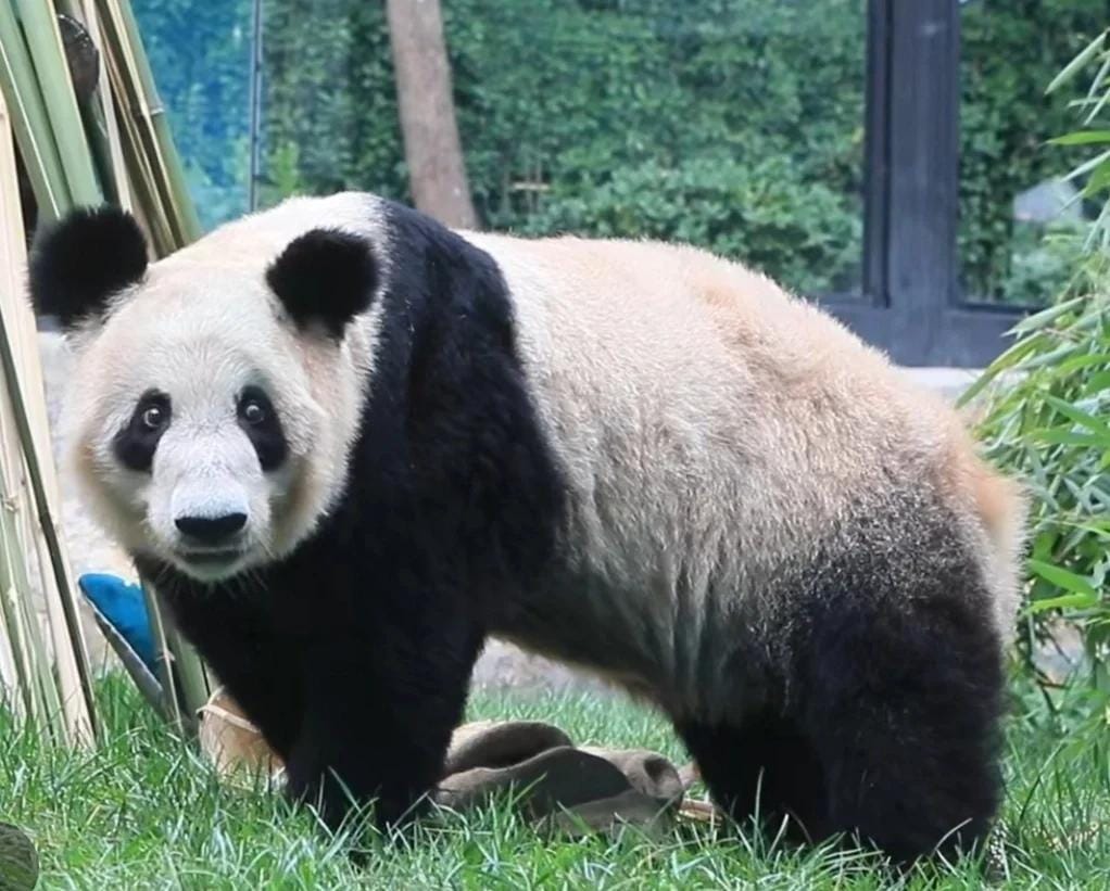 14 Famous Pandas In China: Names, Bases &Amp; Latest Status 6 Giant Panda - Ya Ya