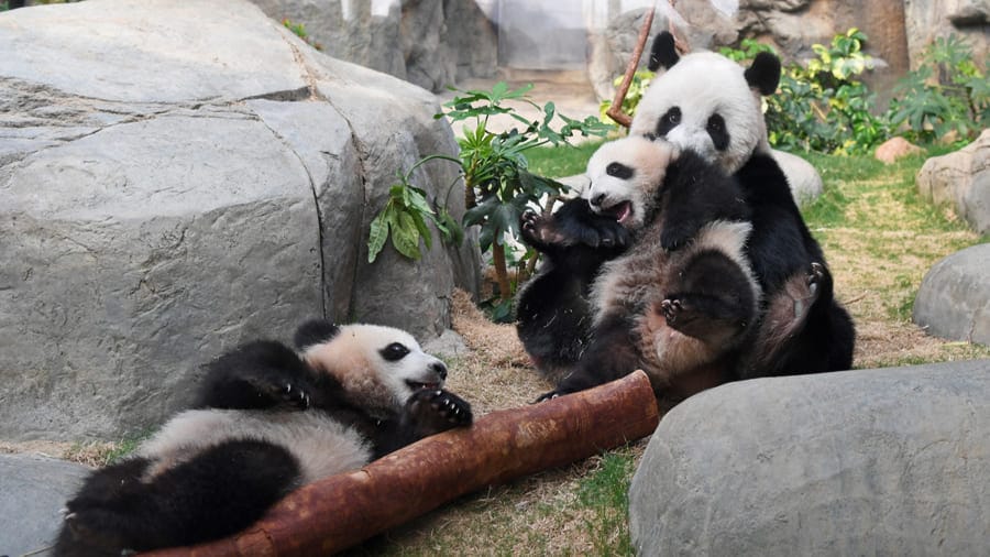 14 Famous Pandas In China: Names, Bases &Amp; Latest Status 18 Giant Panda - Ying Ying, Jia Jia &Amp; Dak Dak