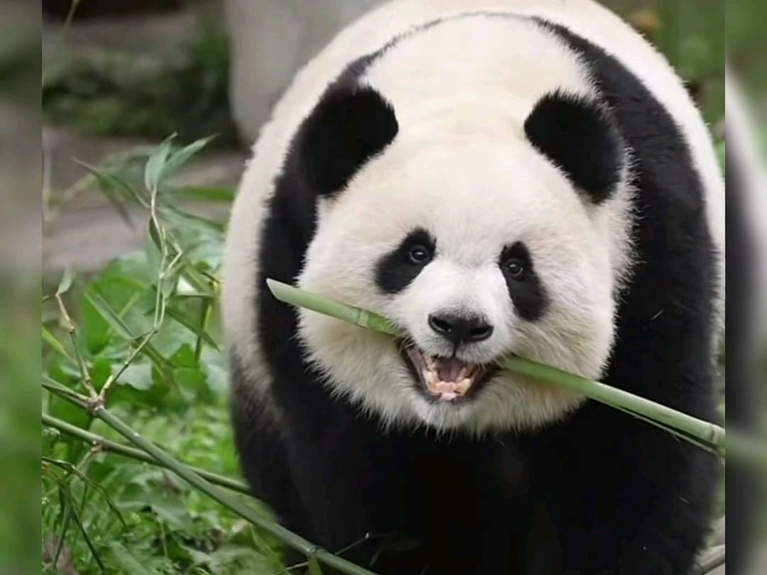 14 Famous Pandas In China: Names, Bases &Amp; Latest Status 14 Giant Panda - Yu Ai