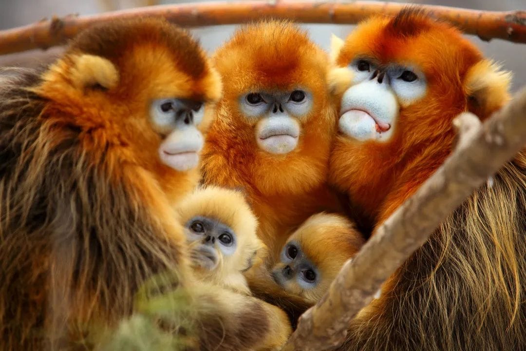 Where To See Wild Monkeys In China: Beyond The Tourist Trail 13 Where To See Wild Monkeys In China: Beyond The Tourist Trail