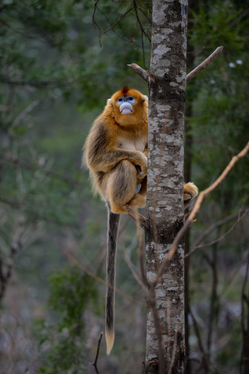 Where To See Wild Monkeys In China: Beyond The Tourist Trail 14 Golden Snub-Nosed Monkey At Zhouzhi
