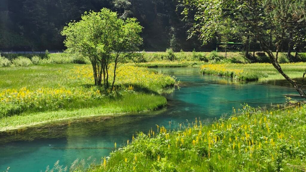 Jiuzhaigou 3 Valleys Compared: Rize Vs Zechawa Vs Shuzheng 6 Lush Green Landscape With Clear Water