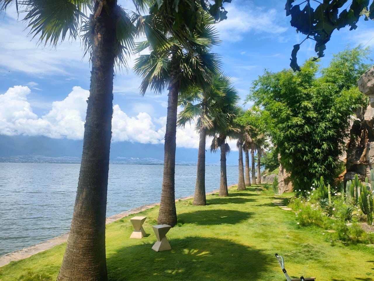 Jinsuo Island, Dali: Ferry, Longgong Cave And A Quiet Bai Village 7 The Lawn By The Lake And The Coconut Trees