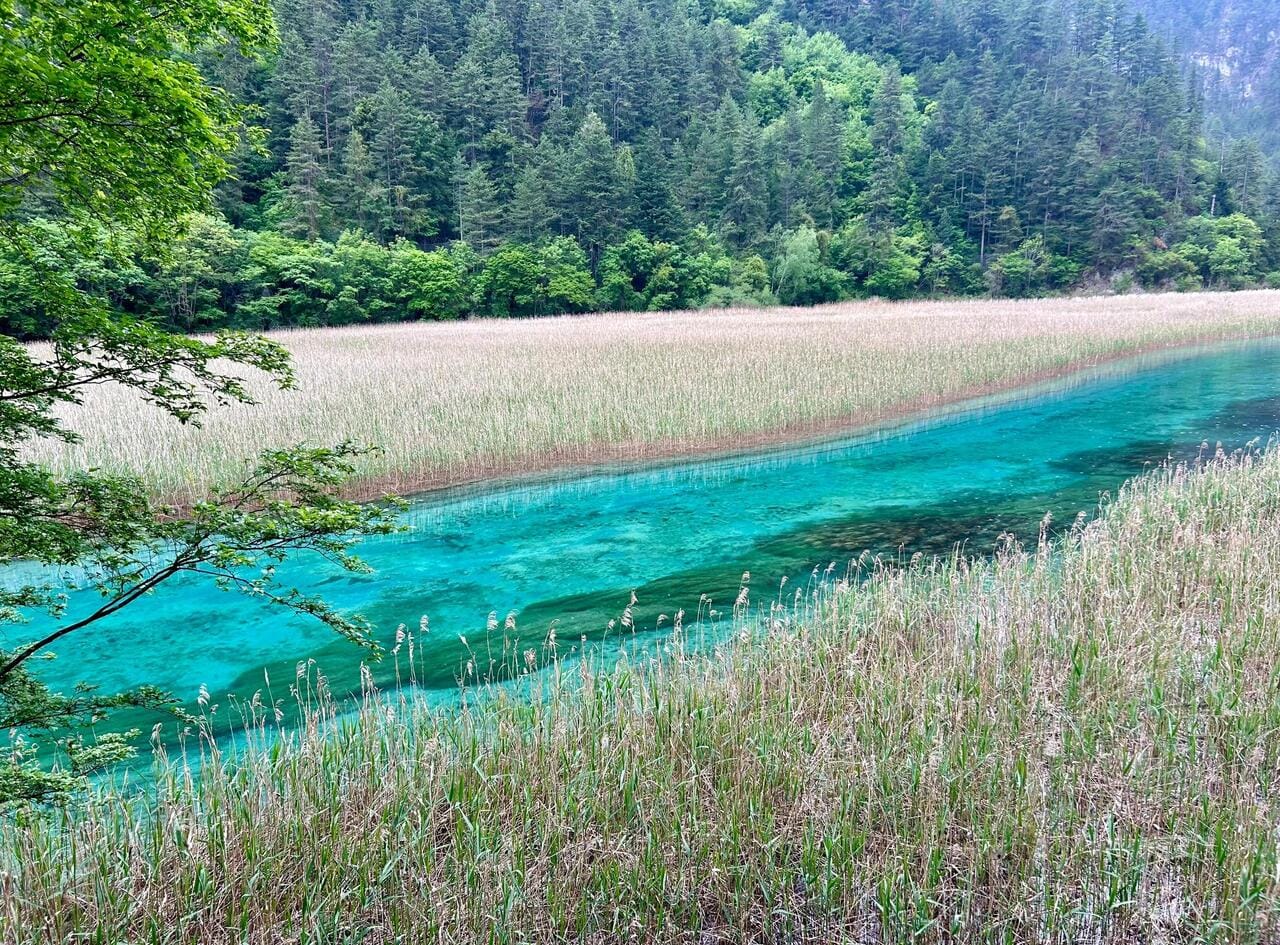 Jiuzhaigou Reed Lake