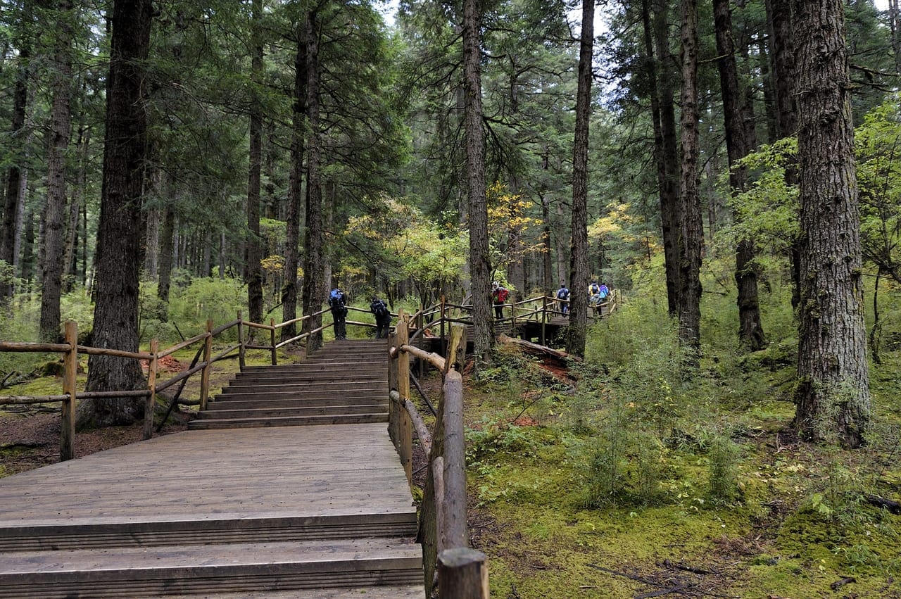 Wooden Path Through Lush Green Forest