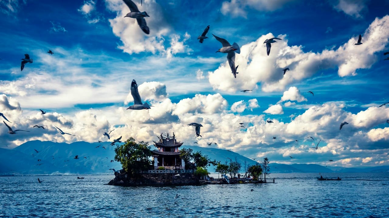 Little Putuo Island (Xiaoputuo), Dali: Best Seen From The Shore 4 Many Seagulls Are Flying Around An Island In The Middle Of The Lake.