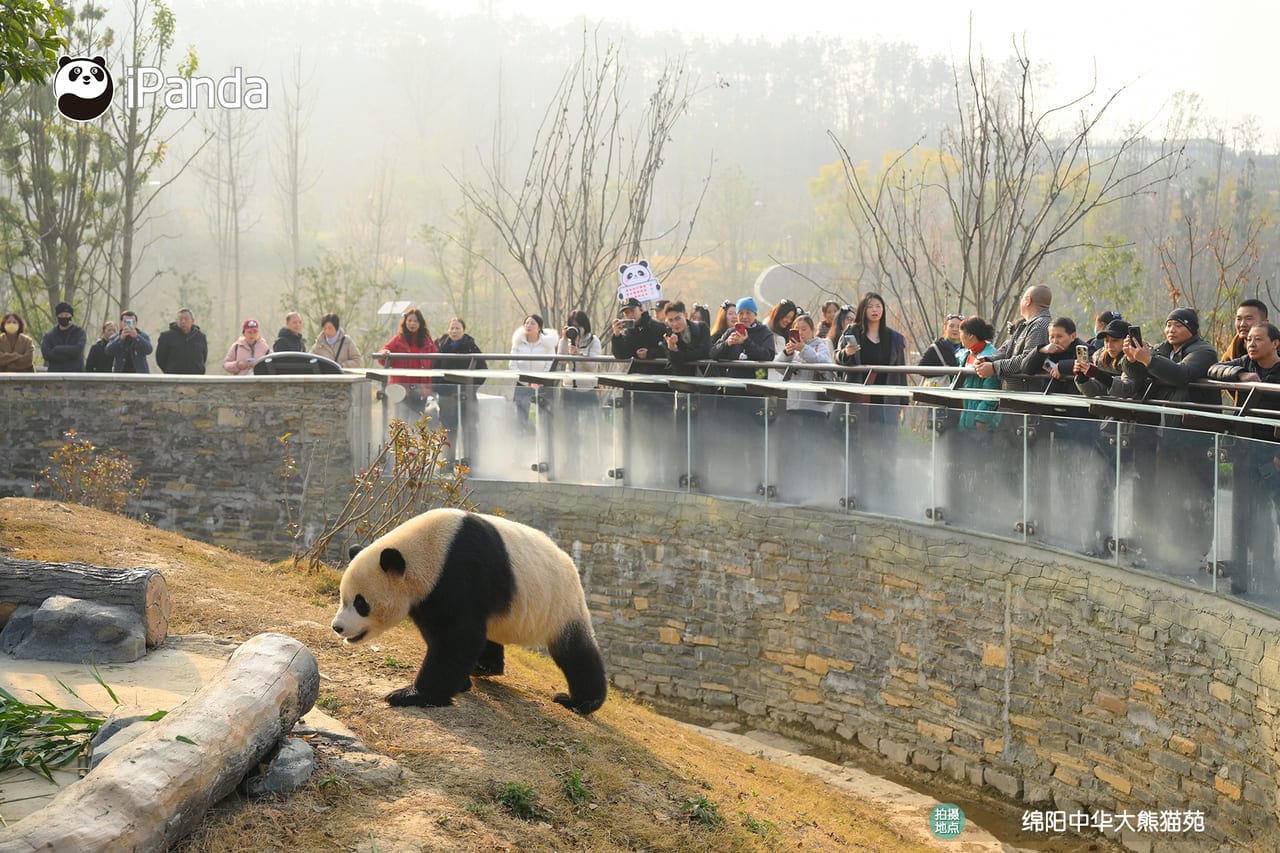 Panda Walking Near A Crowd