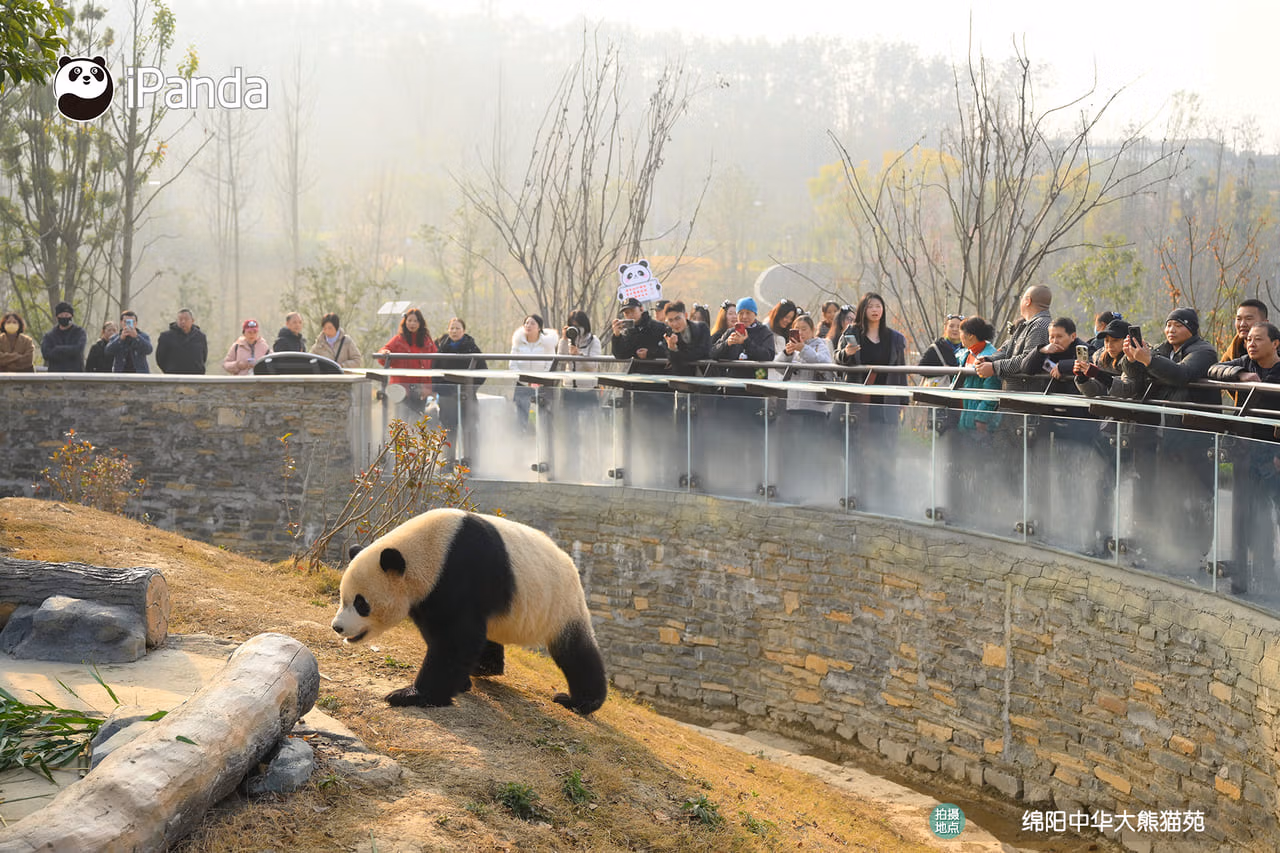 Chengdu Panda Bases Guide: Which One Should You Visit? 9 Panda Walking Near A Crowd
