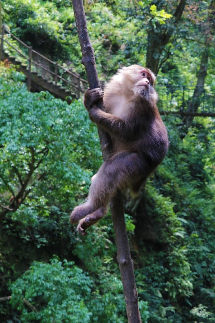 Where To See Wild Monkeys In China: Beyond The Tourist Trail 8 Monkey At Mt Emei