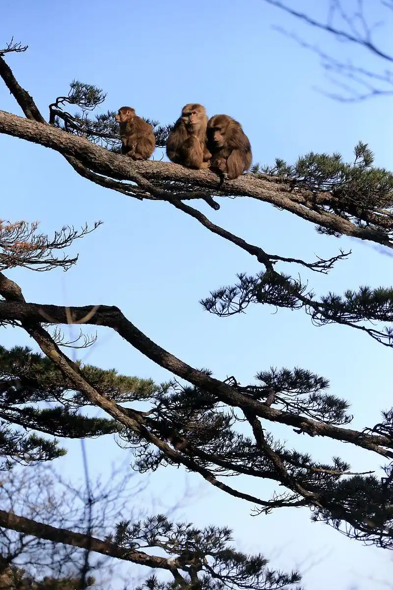 Where To See Wild Monkeys In China: Beyond The Tourist Trail 18 Monkeys At Huangshan