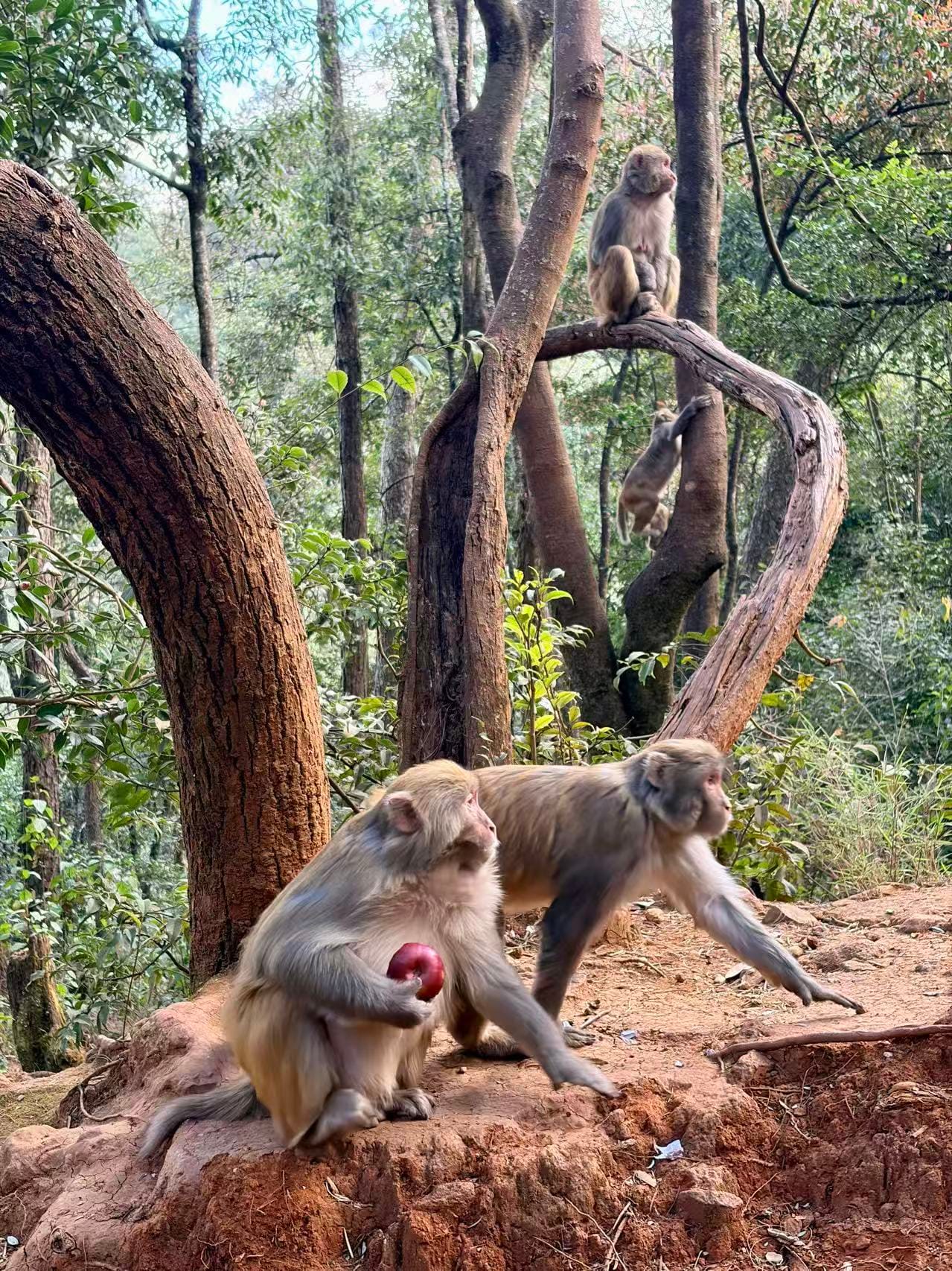 Where To See Wild Monkeys In China: Beyond The Tourist Trail 12 Monkeys At Mt. Jizu