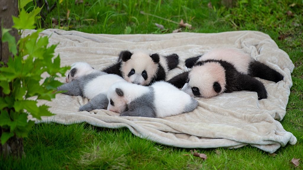 On September 6, 2025, At The Chengdu Research Base Of Giant Panda Breeding, Panda Cubs Born That Year Made Their Public Debut Under The Careful Care Of Their Keepers.