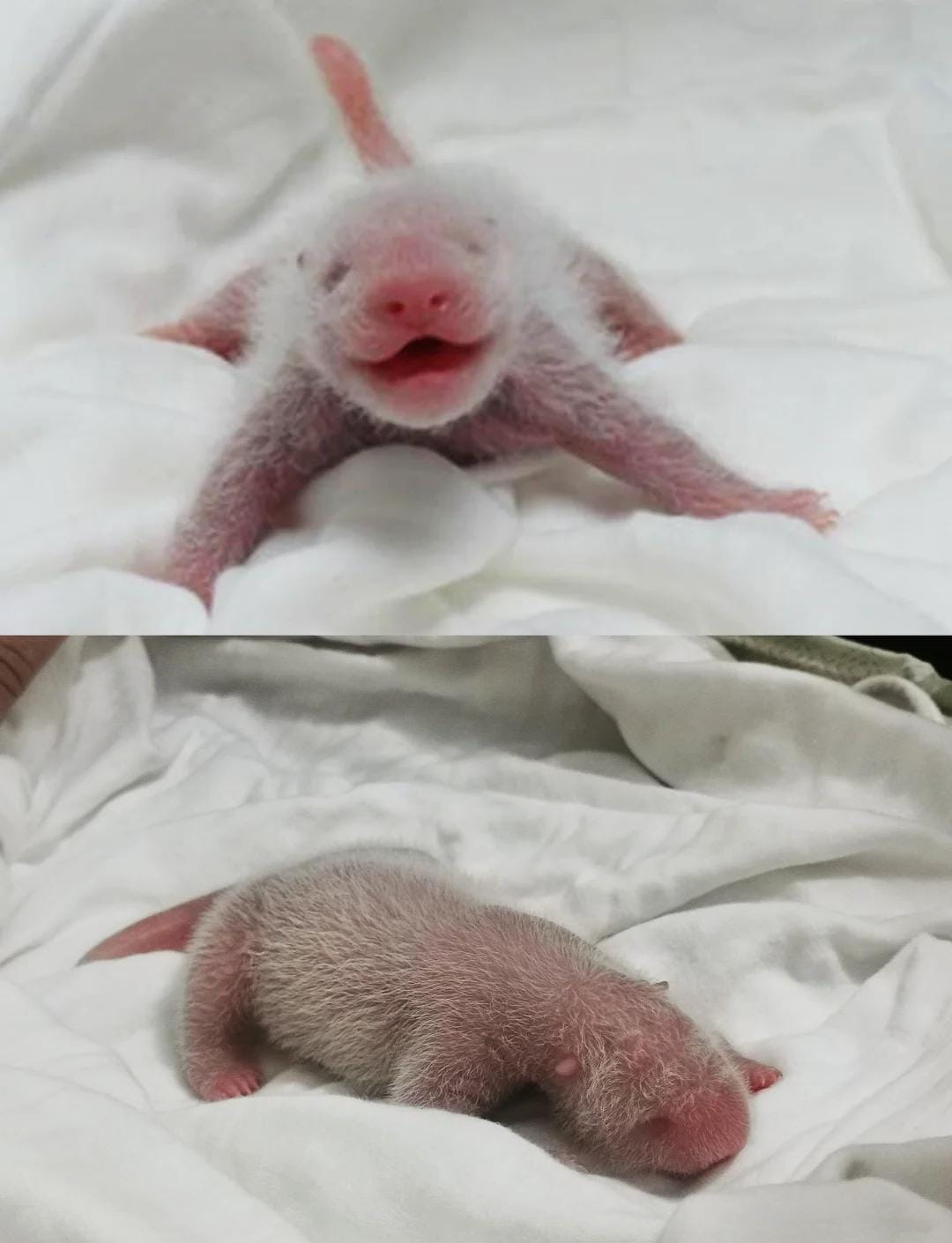 Newborn Panda Cub, Wolong Panda Base, Aug 2025