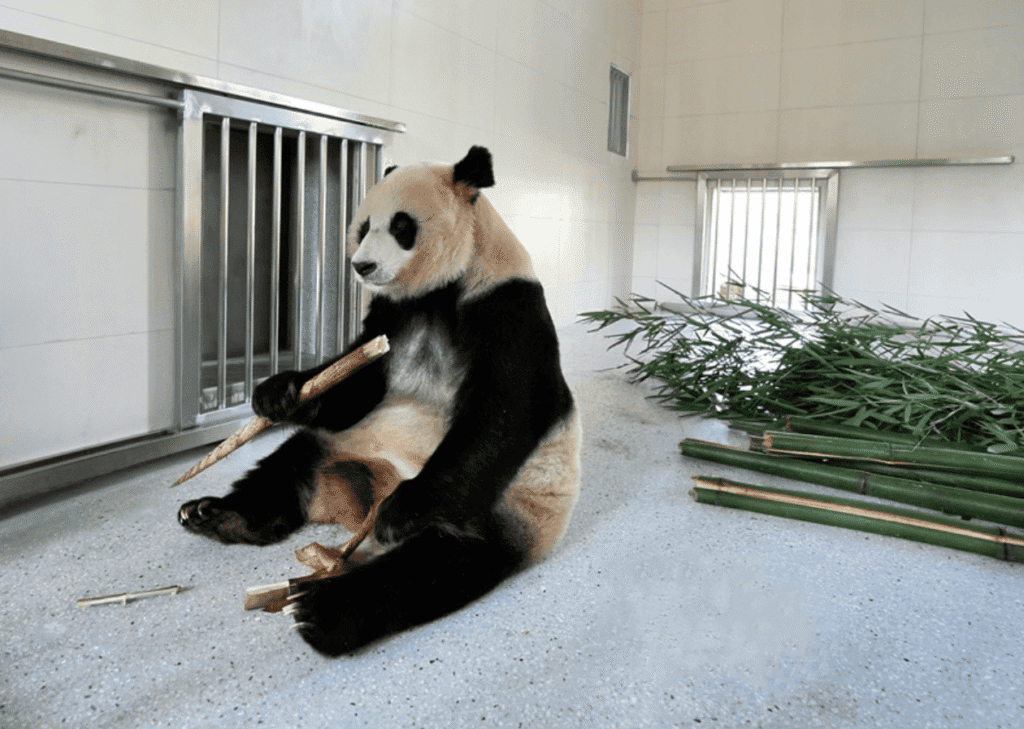 Panda - Cao Cao