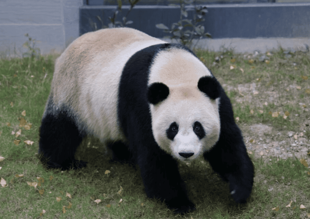 Panda - Feng Yi