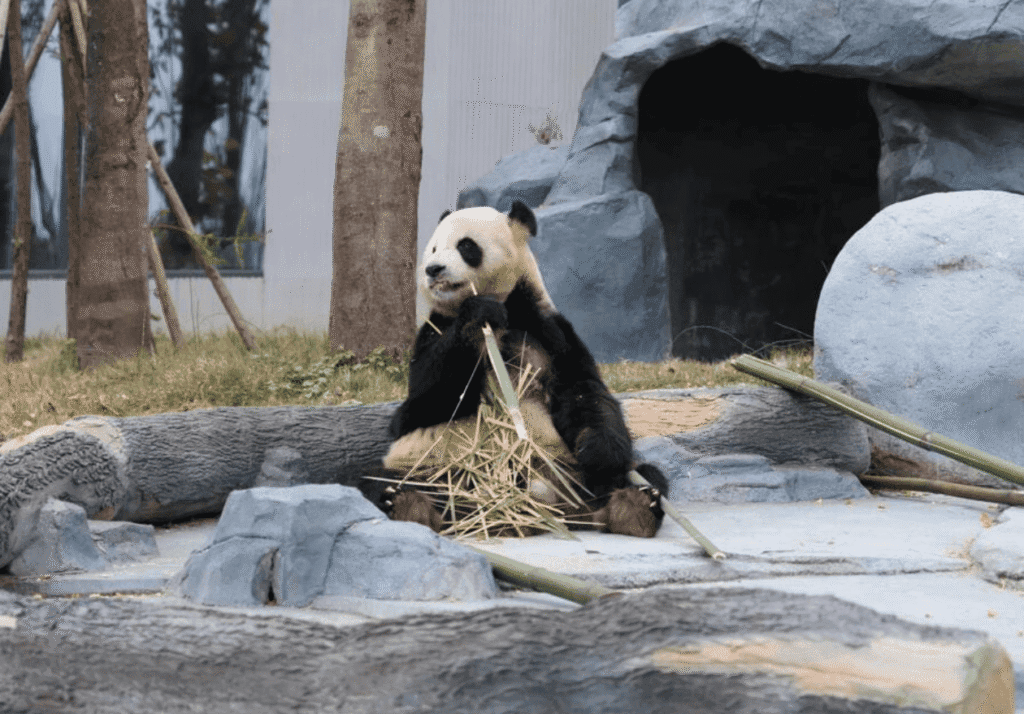 Panda - Fu Wa