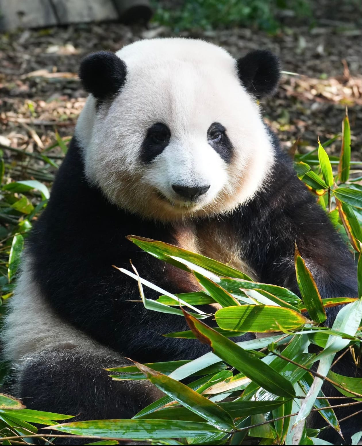 Chengdu Panda Base Guide: Tickets, Routes &Amp; What We Tell Our Clients 16 Panda Hua Hua