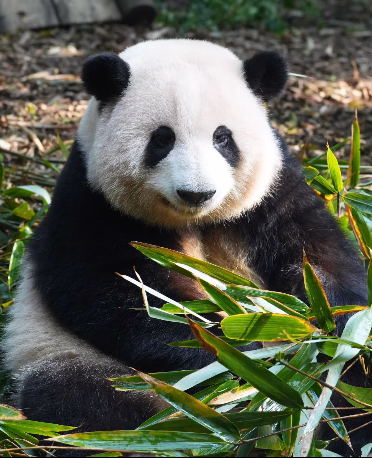 Chengdu Panda Bases Guide: Which One Should You Visit? 4 A Panda