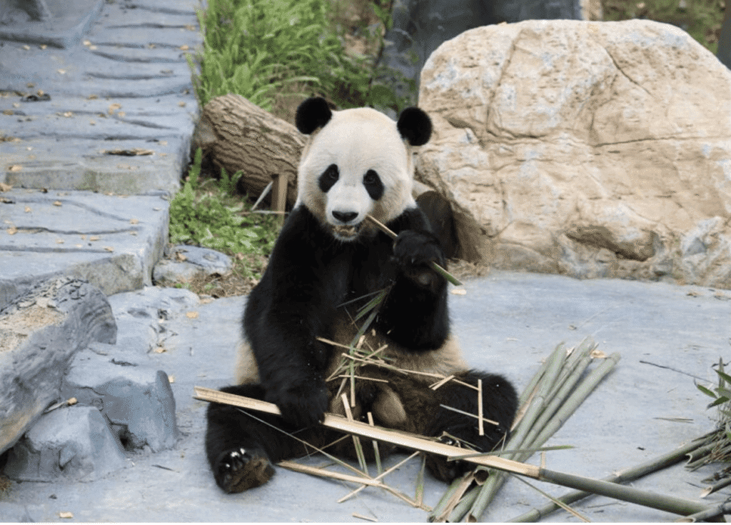 Panda
