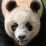Dujiangyan Panda Base (China Giant Panda Garden): Visitor Guide 14 Panda Tian Tian