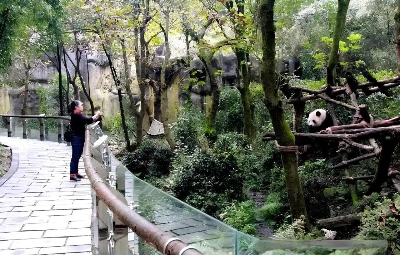 Visitor Observing Pandas In Natural Habitat