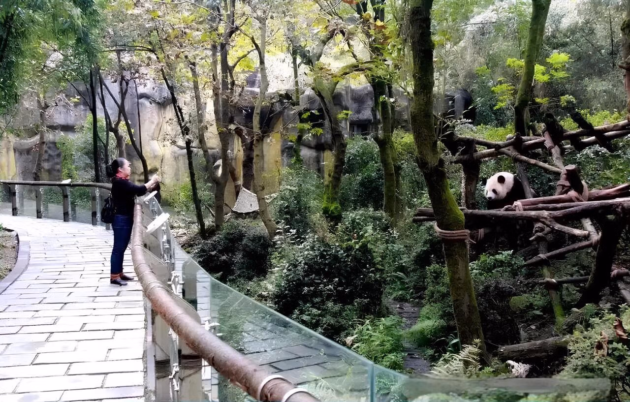 Visitor Observing Pandas In Natural Habitat