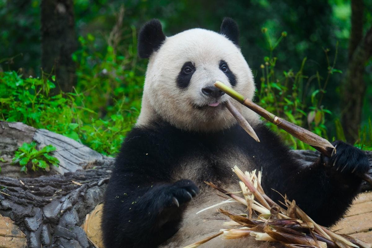 Panda Xiangxiang At Overseas Panda Paradise