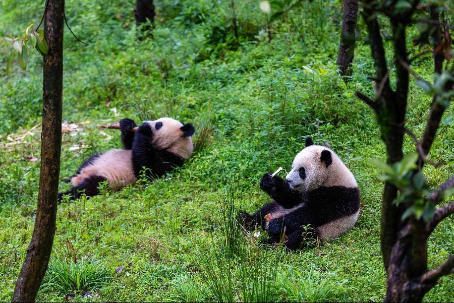 Pandas At White Bear Ground
