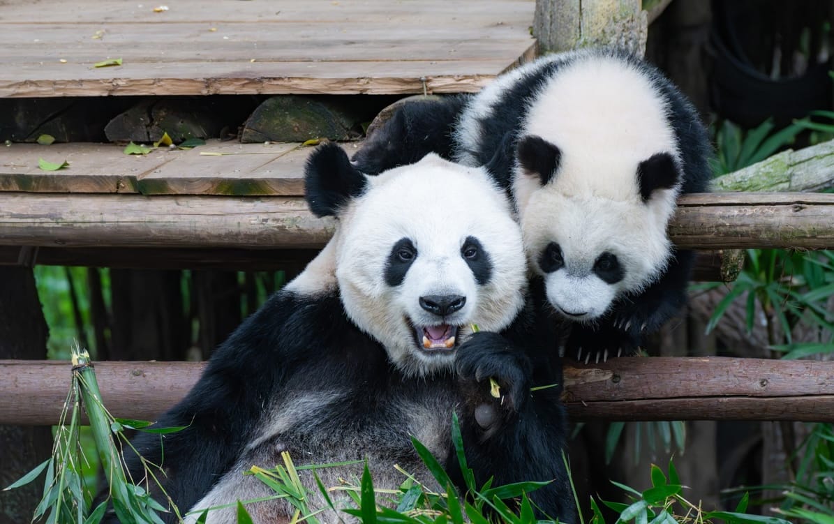 Pandas In April, Chengdu Panda Base