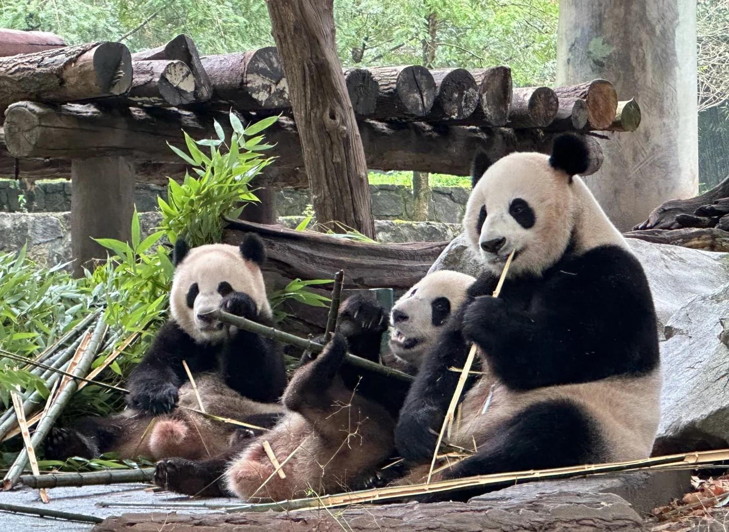 Pandas In Dujiangyan Panda Valley