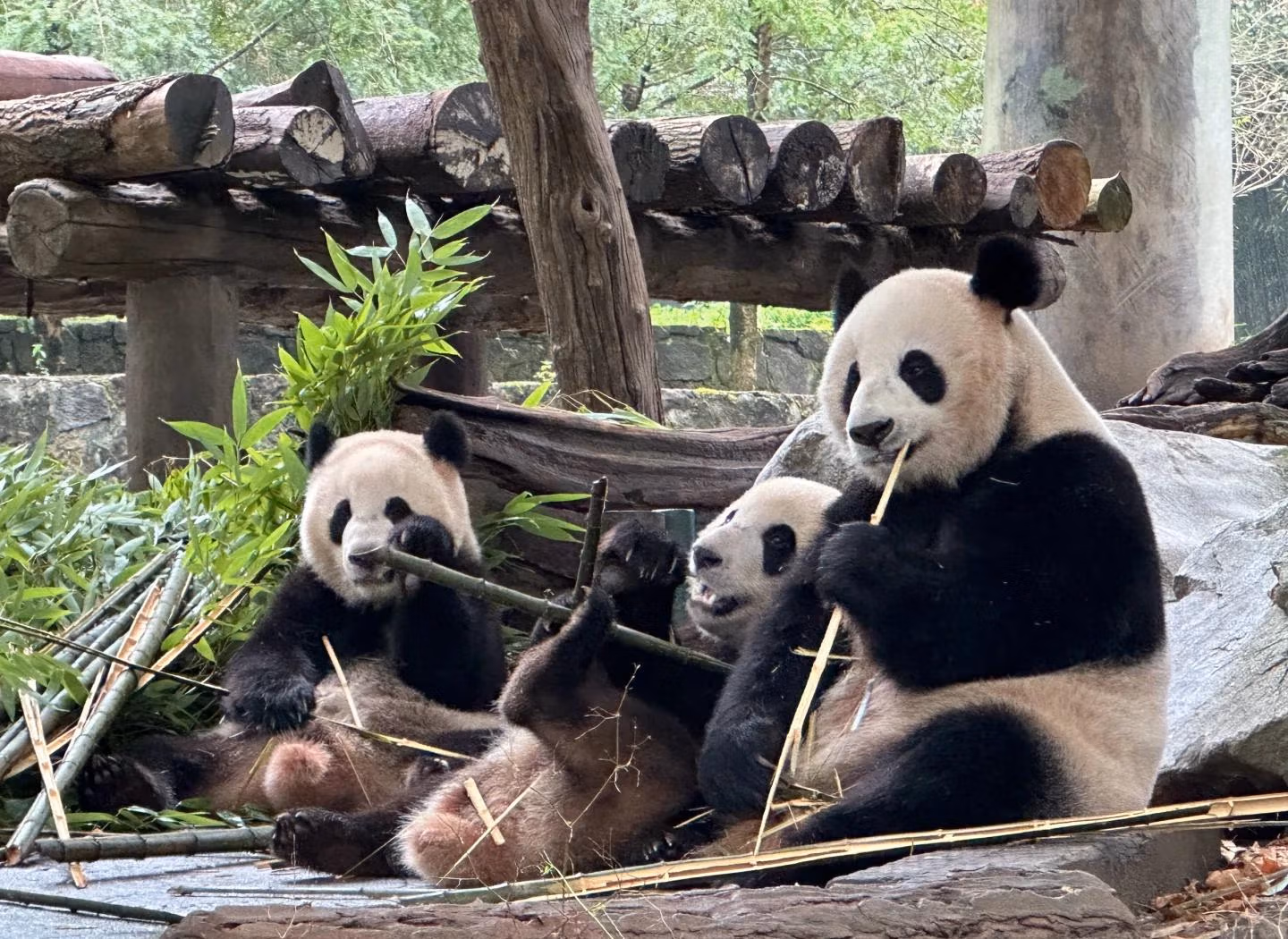 Pandas In Dujiangyan Panda Valley
