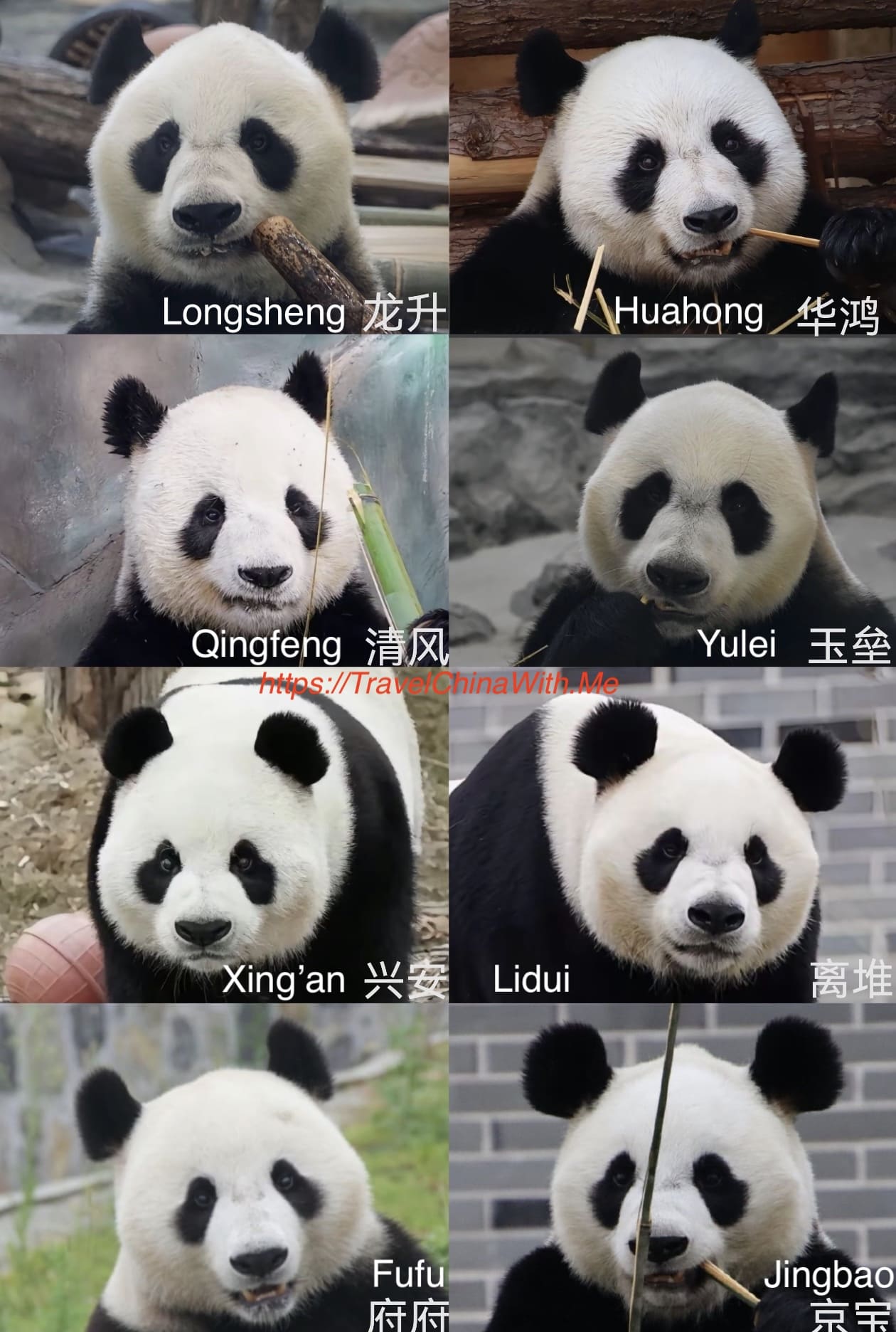 Fenghuang Giant Panda Garden: Visitor Guide 4 8 Pandas In Fenghuang Panda Garden