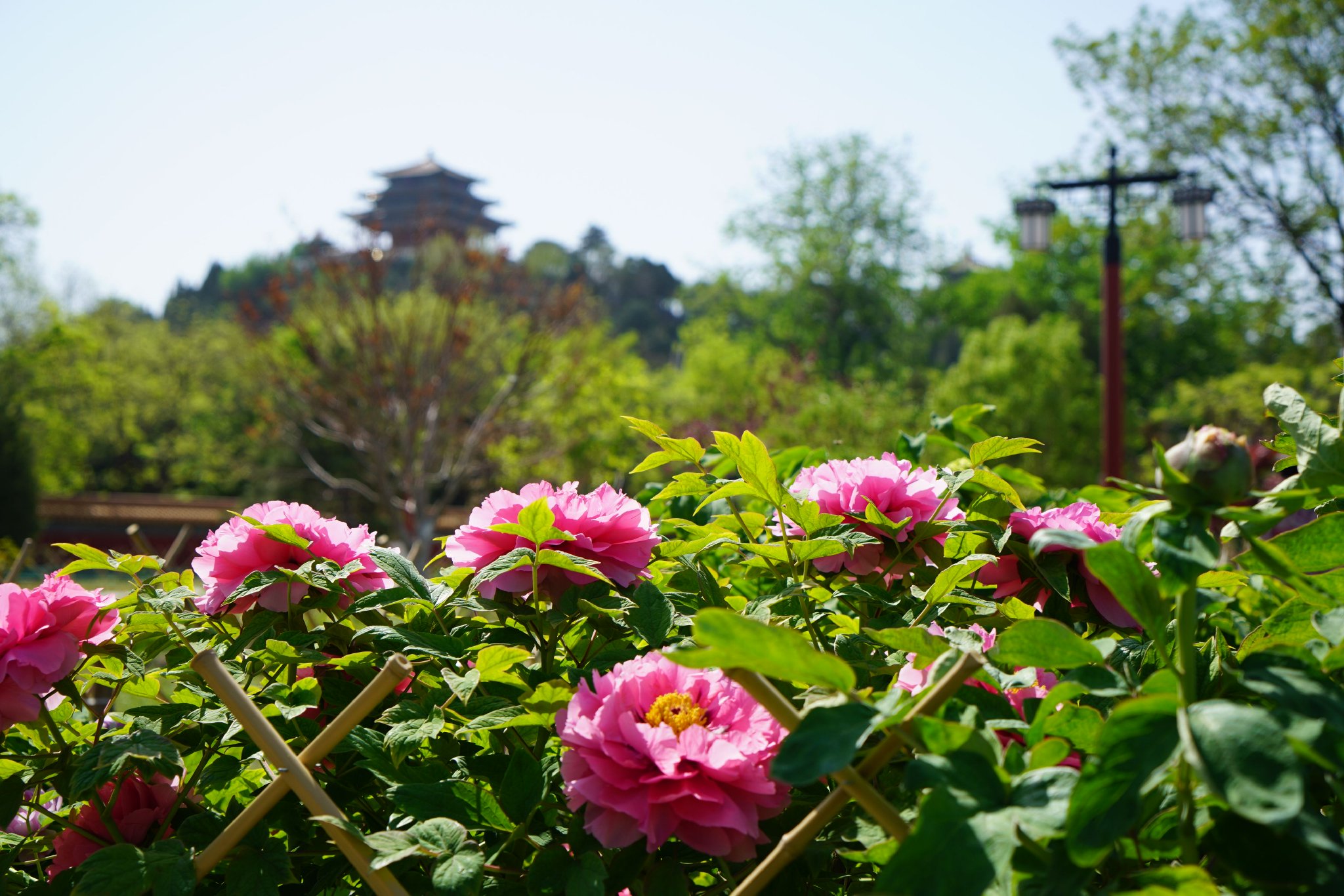 Jingshan Park: An Insider'S Guide To Beijing'S Best View 13 Peony In Jingshan Park