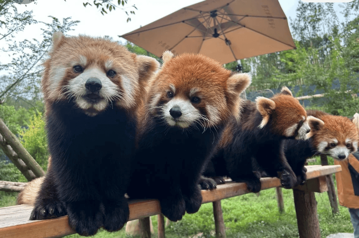 Red Panda At Panda Valley Dujiangyan