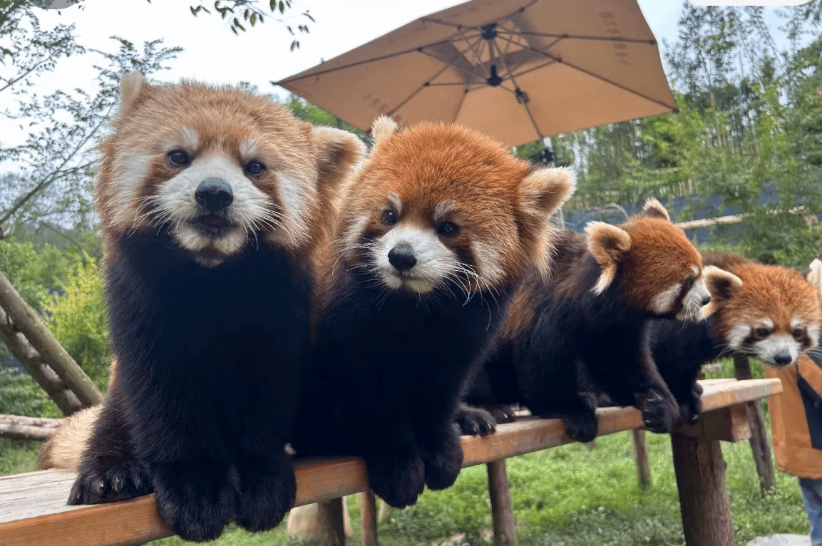 Red Panda At Panda Valley Dujiangyan