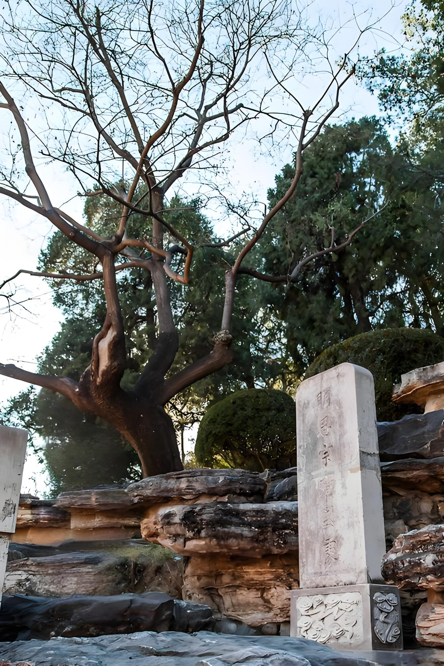 Jingshan Park: An Insider'S Guide To Beijing'S Best View 9 The Scholar Tree Of A Fallen Emperor
