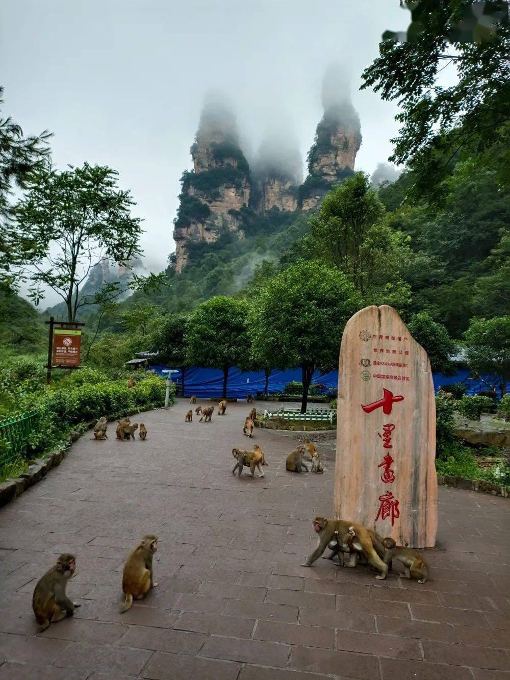 Zhangjiajie Ten-Mile Gallery Tram Guide: Walk, Ride, Or Skip? 10 The Monkeys At Zhangjiajie Ten-Mile Gallery.