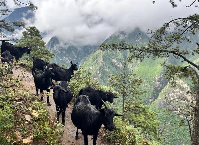 Tiger Leaping Gorge: The Ultimate Guide To China'S Most Spectacular Canyon Adventure 12 Tiger Leaping Gorge: The Ultimate Guide To China'S Most Spectacular Canyon Adventure