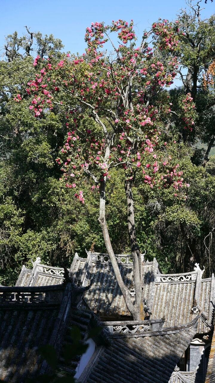 Weibao Mountain (Weibaoshan): Taoist Temples, Walking Routes And What To Skip 9 Weishan Mountain - 400-Year-Old Camellia