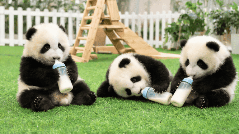 Where To See Panda Cubs In China (Best Bases &Amp; Seasons) 18 Three Young Pandas Drinking From Milk Bottles.