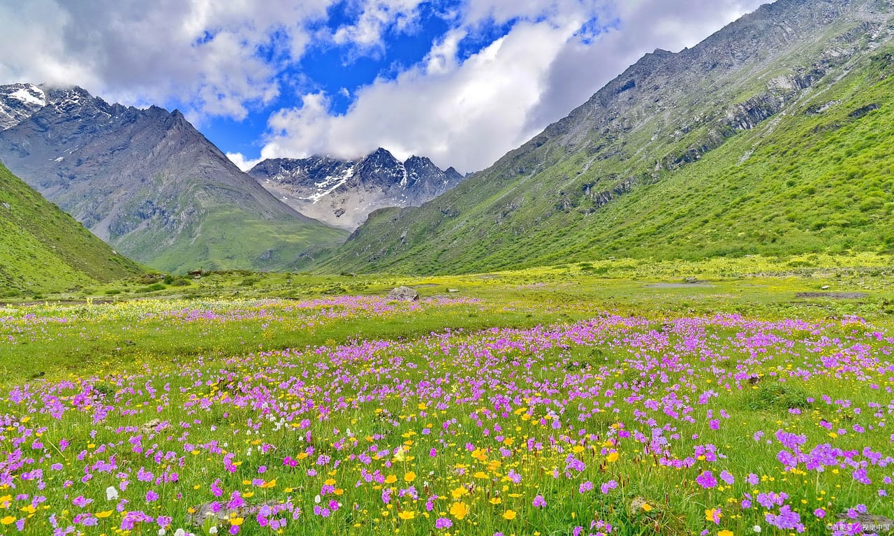 Mount Siguniang 3 Valleys: Shuangqiao Vs Changping Vs Haizi 6 Wildflowers In Summer At Haizi Valley, Mount Siguniang