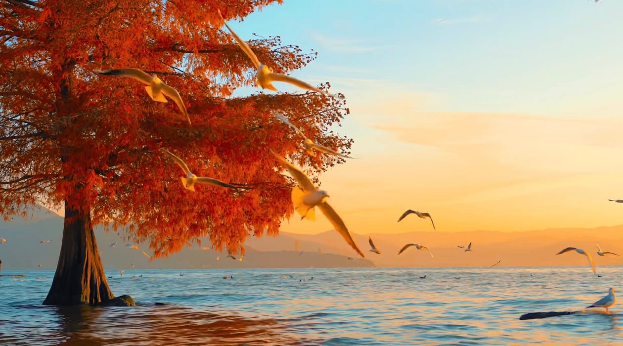 Erhai Lake, Dali: Which Shore, Real Prices &Amp; Scams To Skip 14 The Dawn-Redwoods In The Lake, Their Red Foliage Reflected On The Water, And Seagulls Flying Across The Surface.