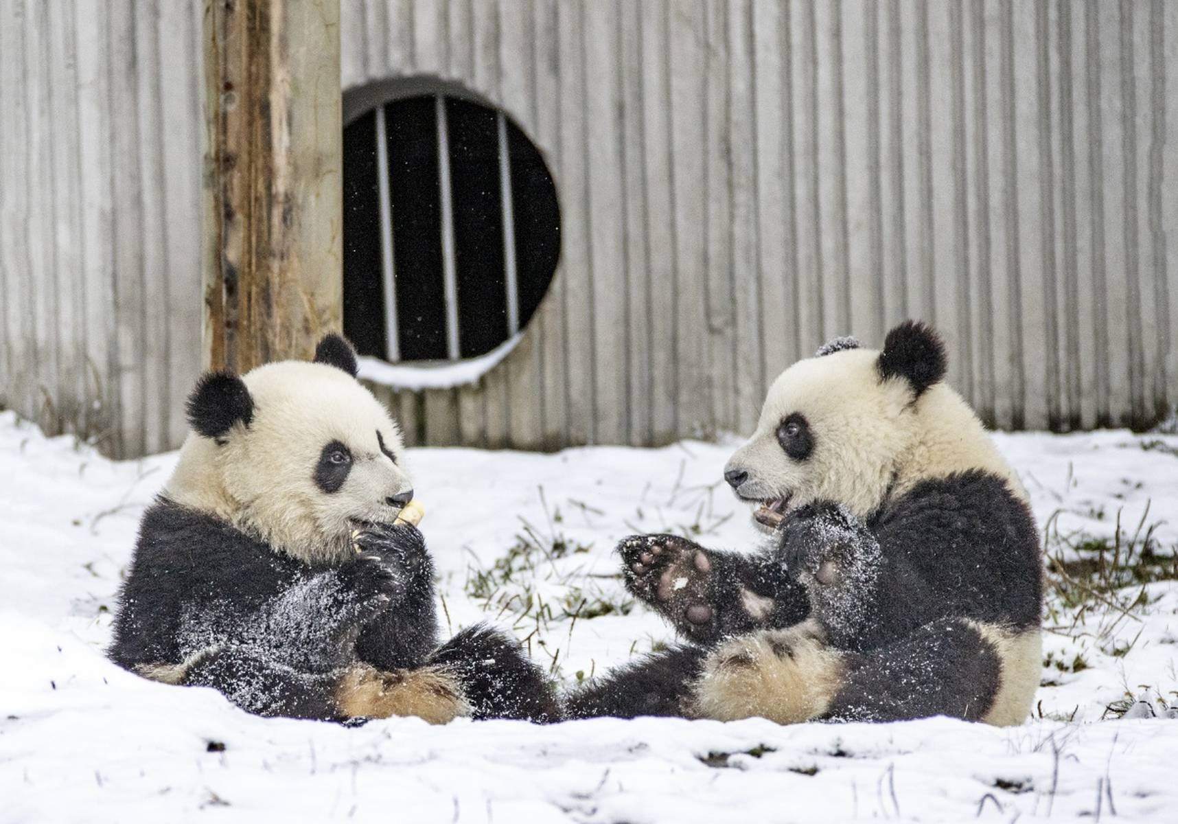 Giant Pandas Playing At The Wolong Panda Base, December 2020.