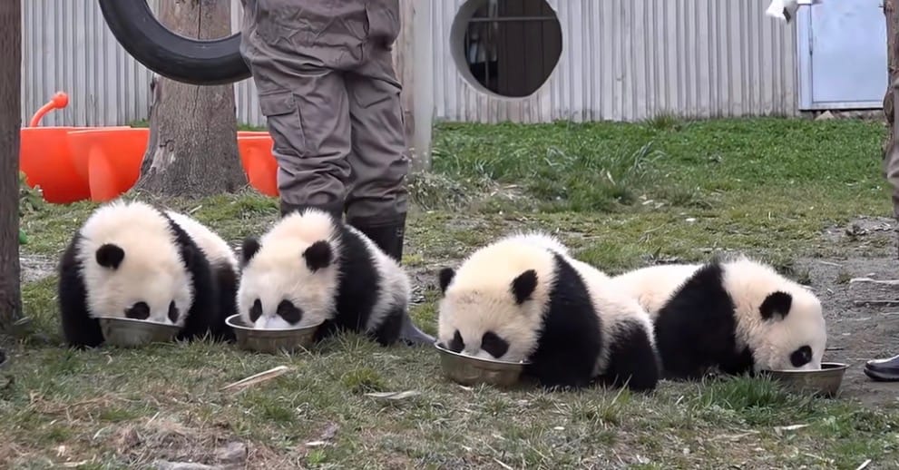 Panda Babies Collectively Drinking Milk At The Wolong Shenshuping Panda Base.