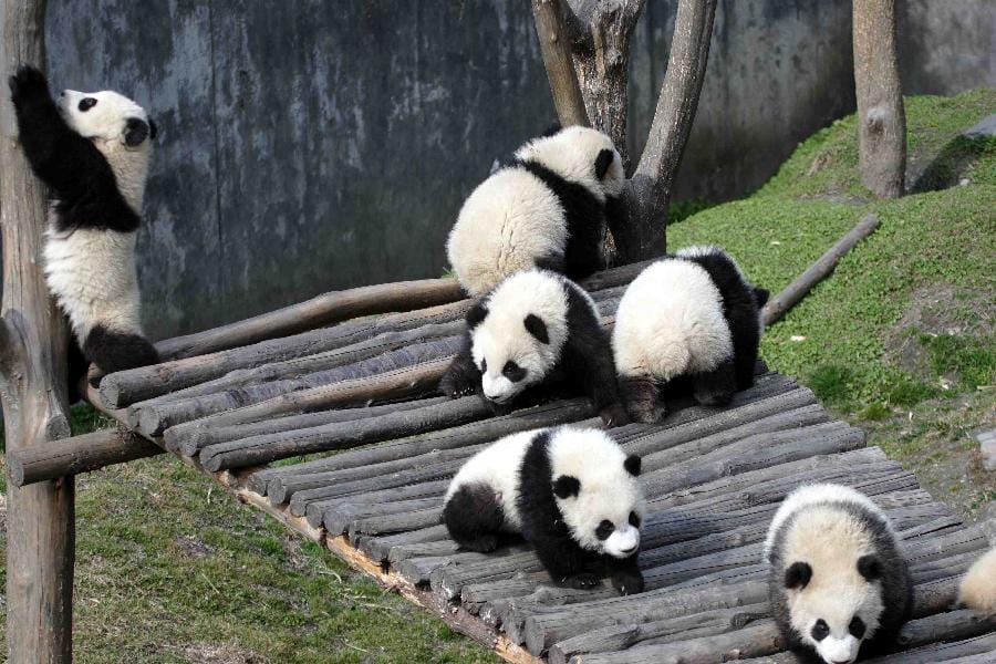 Young Pandas In Panda Kindergarten