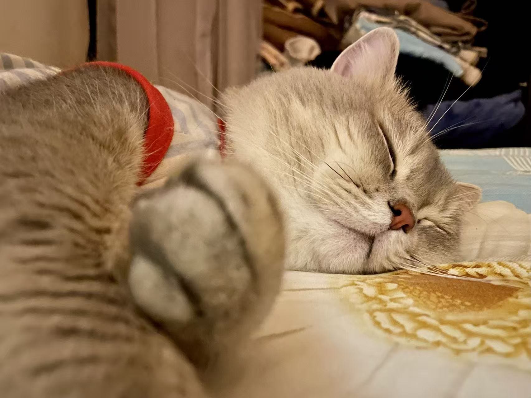 Essential China Travel Checklist: What To Do The Night Before 8 Kitty Pet